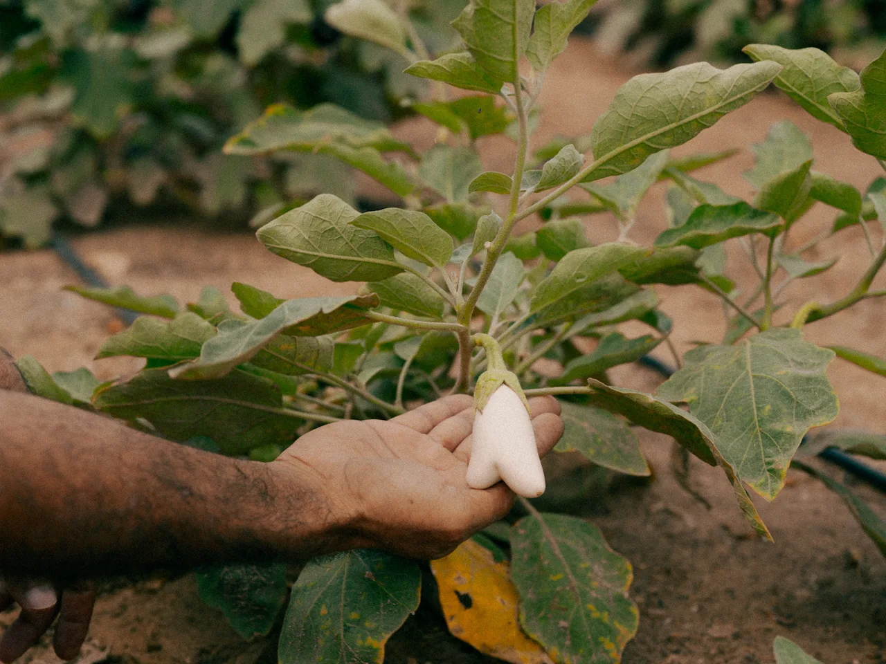 organic regenerative agriculture