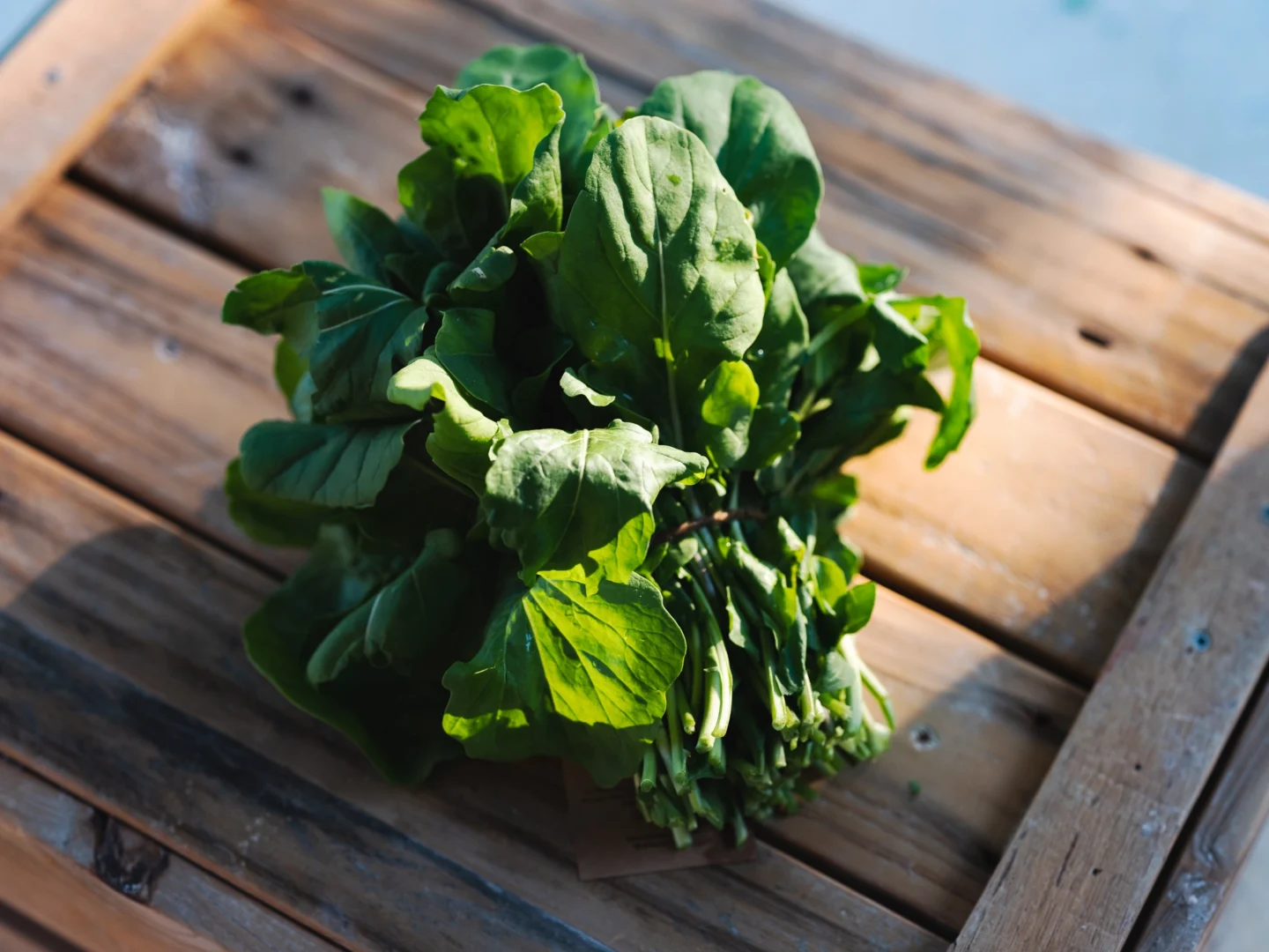 3 Arugula_DSF2802 Buy fresh organic Qatari arugula from Heenat Salma. Grown and harvested with care. Top quality and taste guaranteed. Order now!