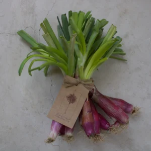 Fresh Organic Onion Red Long Tropea