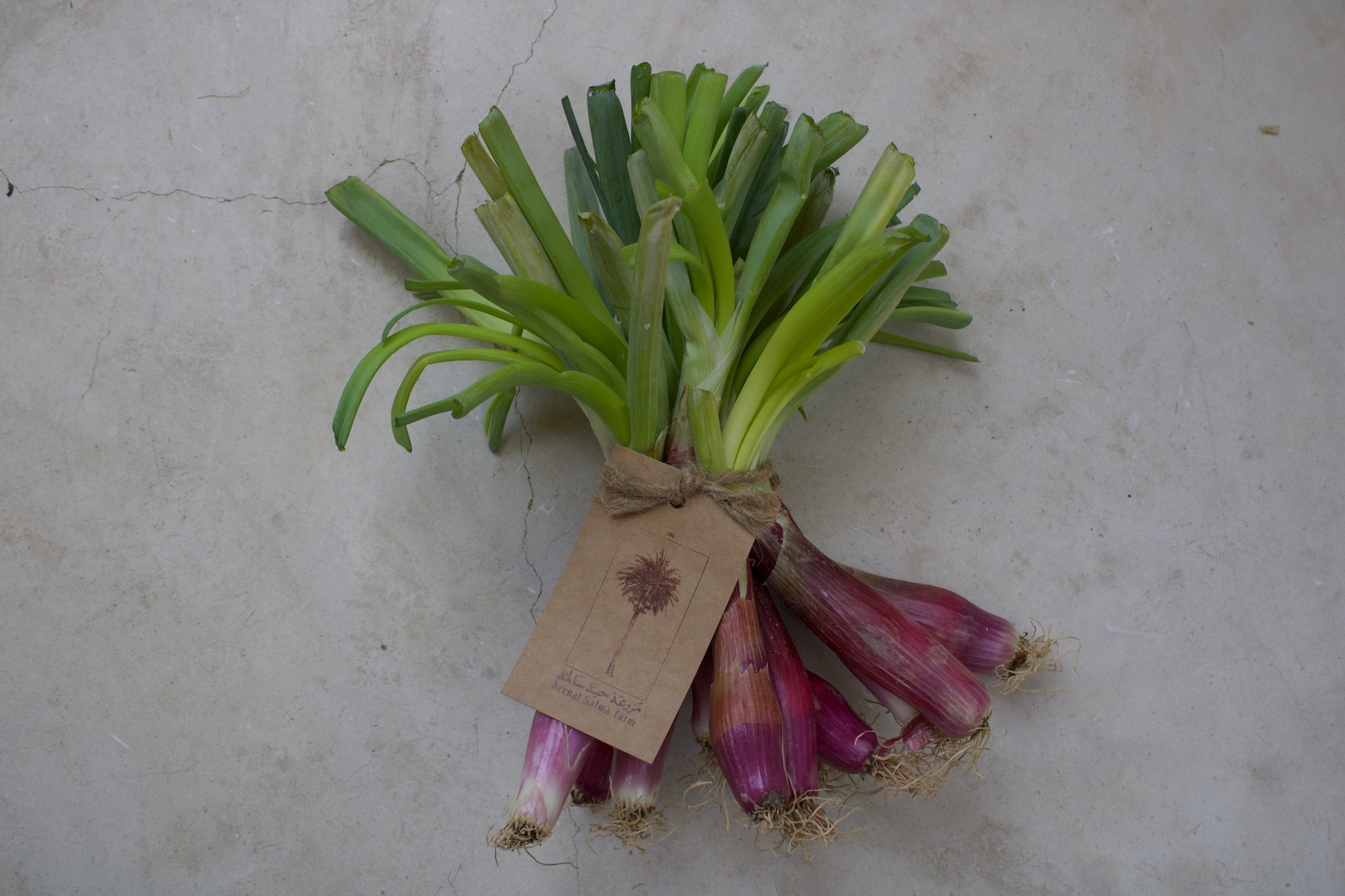Fresh Organic Onion Red Long Tropea 2 Fresh Organic Onion Red Long Tropea