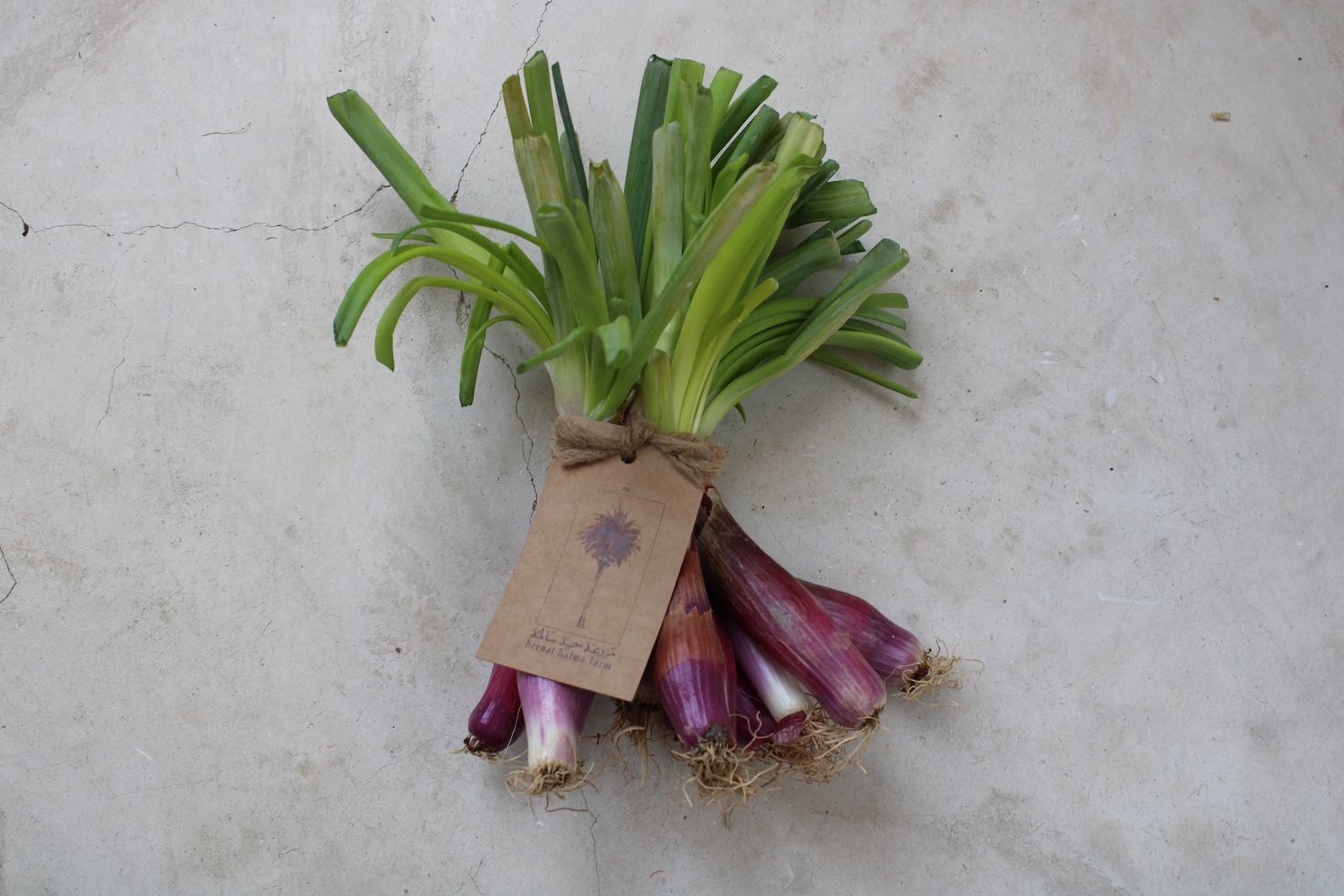 Fresh Organic Onion Red Long Tropea 5 Fresh Organic Onion Red Long Tropea