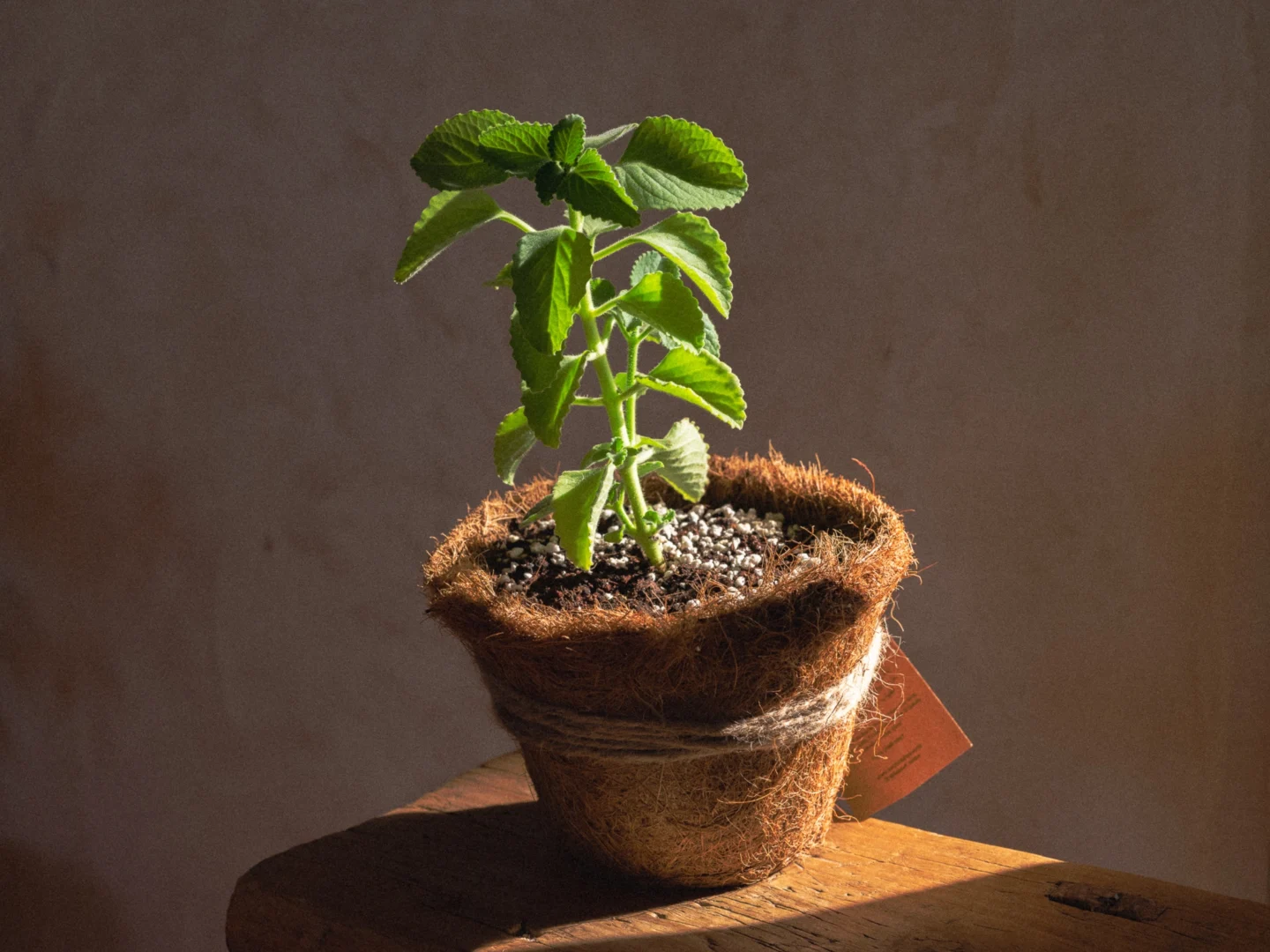 Zaatar Fresh Organic Zaatar Plant